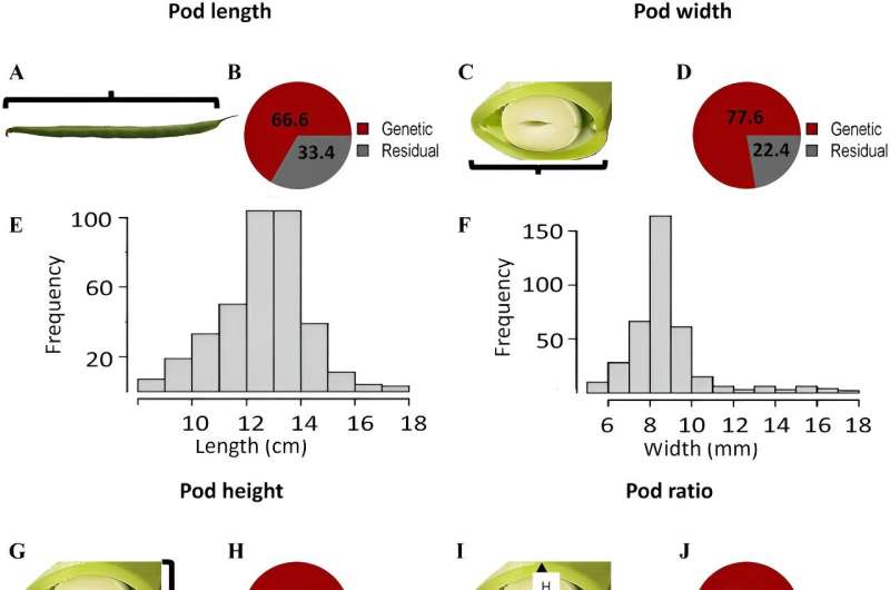 Genetic Factors Influencing Snap Bean Pod Traits: A 2-Year Study