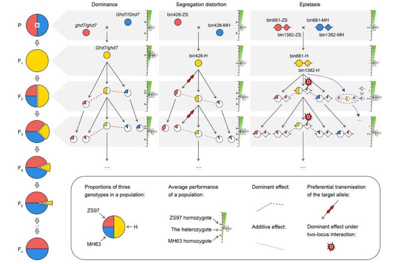Understanding Inbreeding Depression in Hybrid Rice: Genetics and Mechanisms