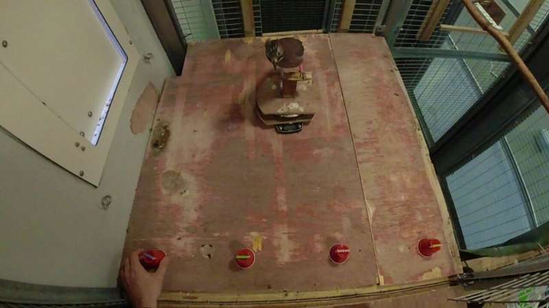 Eurasian Jays Exhibit  Mental Time Travel  Abilities, Study Finds