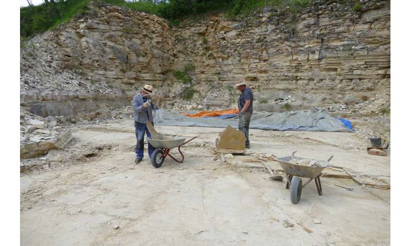 Ancient Brittle Star Fossil Reveals Clonal Reproduction in Germany
