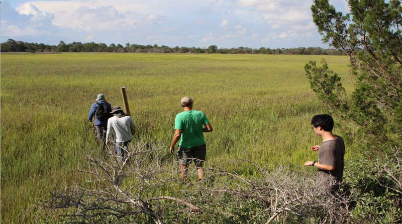 Microbes & Coastal Plant Health: A Deep Dive into Salt Marsh Ecosystems