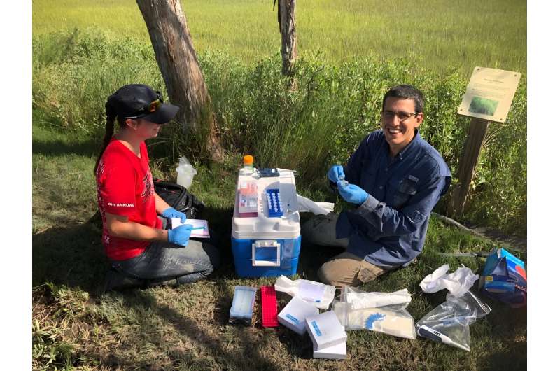 Microbes & Coastal Plant Health: A Deep Dive into Salt Marsh Ecosystems