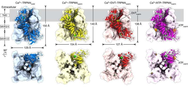 New Drug Targets Identified by Studying Protein Temperature Shifts