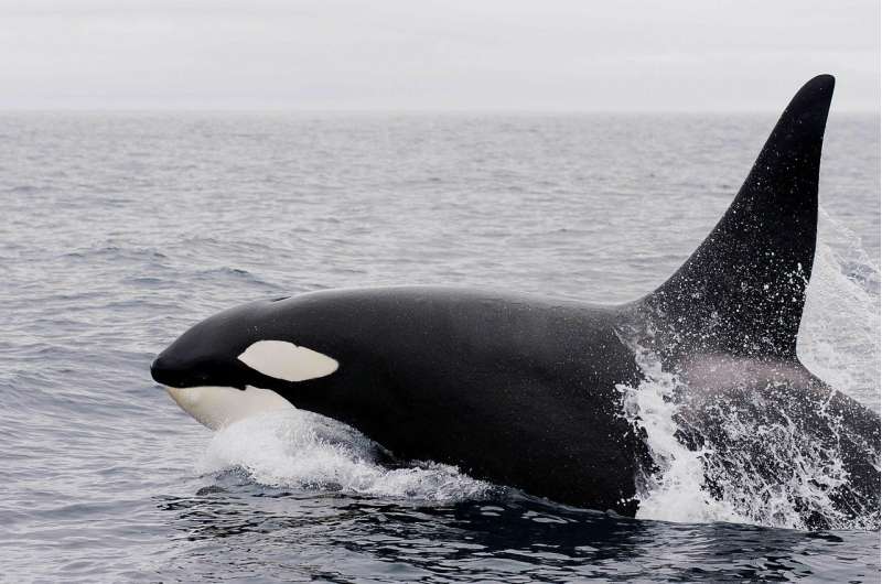 Orca Diving Behavior: Single Breath Between Submersions Confirmed | Marine Biology