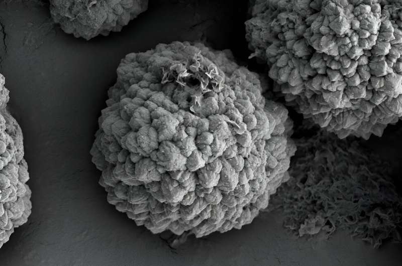 Ancient Life s Footprint: Iron-Sulfur Minerals Hint at Earliest Microbes