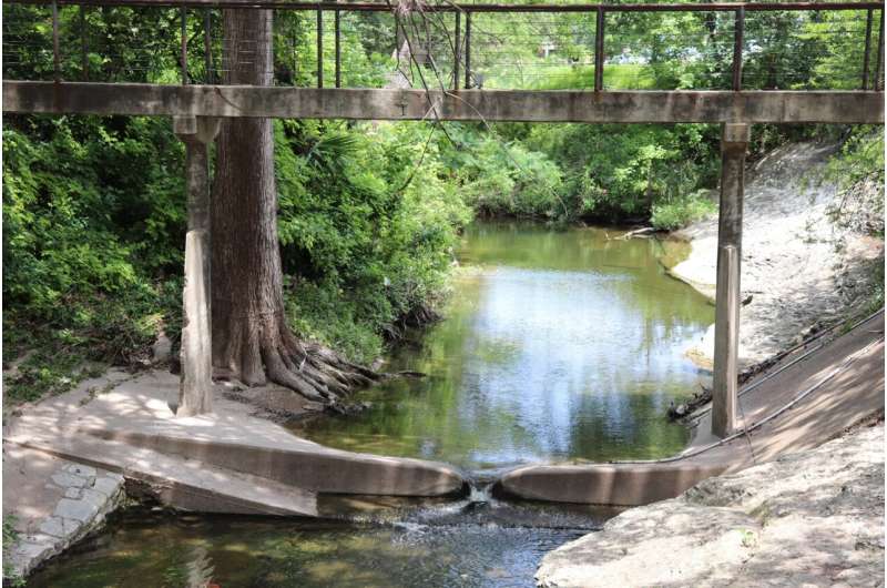 How Leaky Pipes Help Trees Thrive on UT Austin Campus