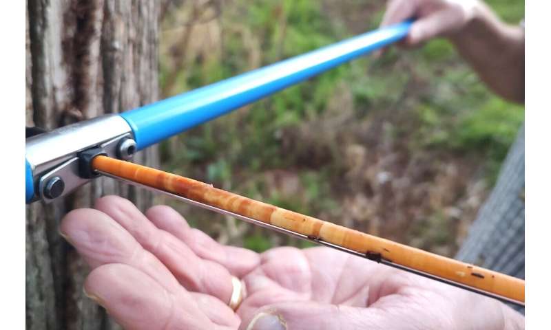 How Leaky Pipes Help Trees Thrive on UT Austin Campus