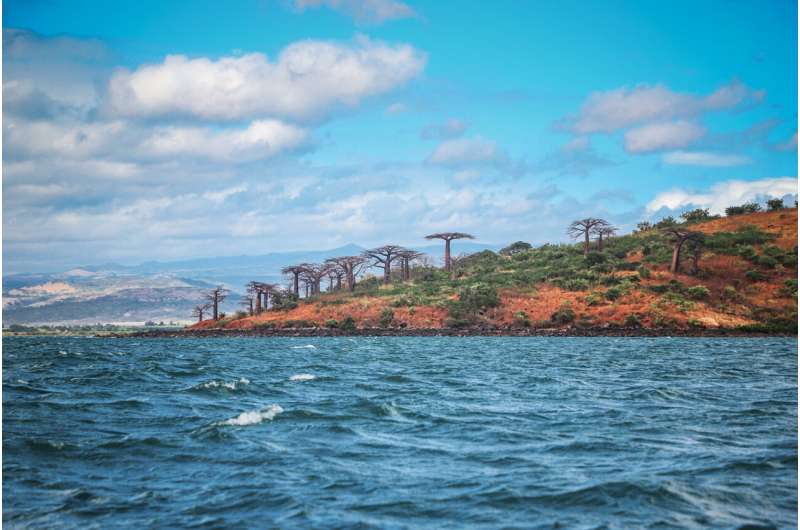 Baobab Trees: Origins, History & Ancient Mysteries