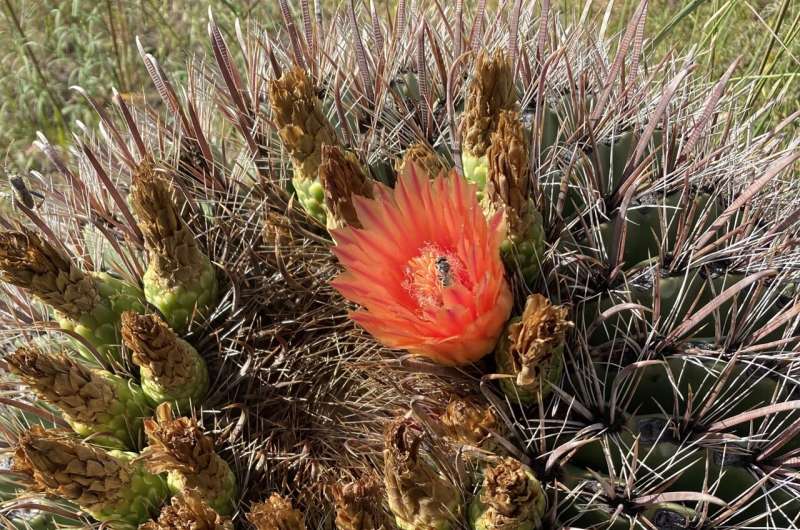 Pollinator Decline: Bees and Butterflies in Western & Southern North America