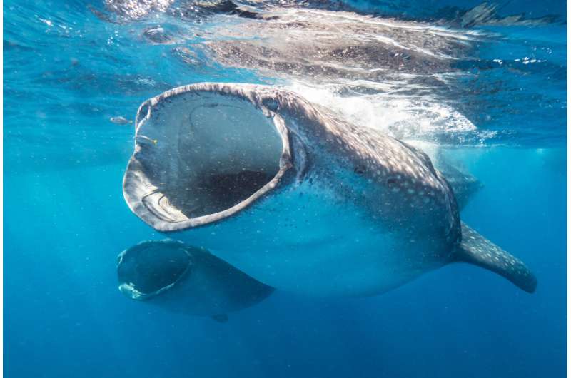 Whale Shark Collision Hotspots: Shipping Lanes Threaten Endangered Species