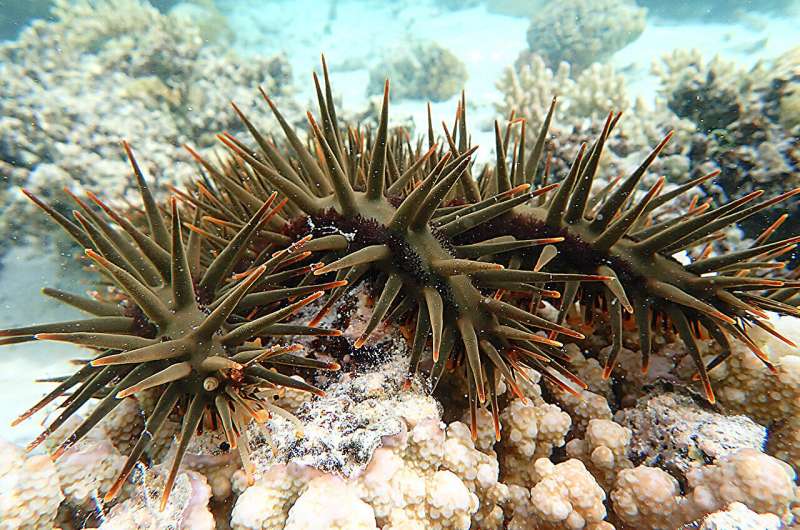 Genetic Breakthrough Offers New Hope in Crown-of-Thorns Starfish Control