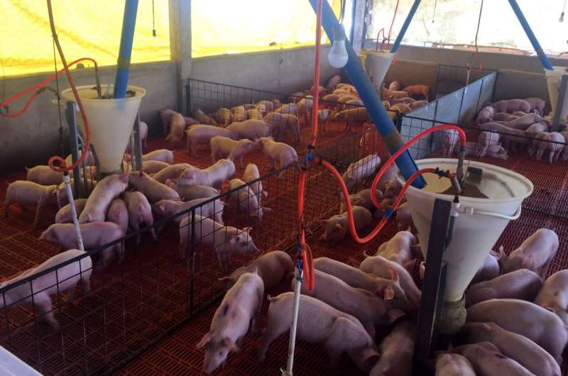 Saliva Microbiome in Weaned Piglets: A Novel Study