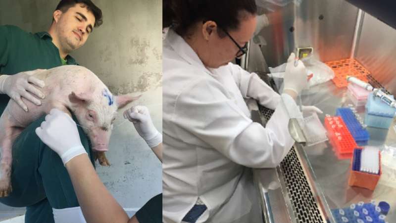 Saliva Microbiome in Weaned Piglets: A Novel Study
