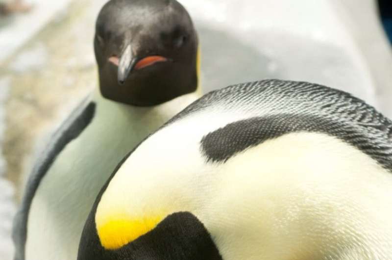 Penguin Vocalizations: New Research Revolutionizes Study Methods