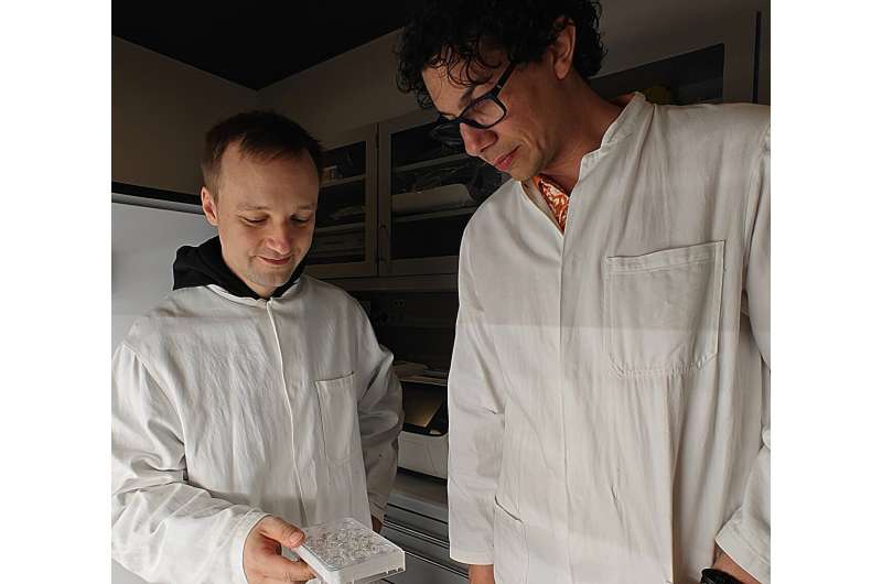 Autophagy and Plant Root Growth: Research Reveals Key Mechanisms