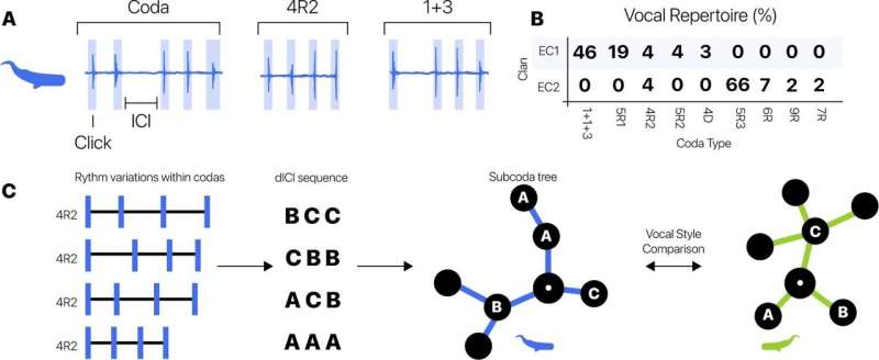 Sperm Whale Communication: How Nearby Groups Develop Similar Vocal Styles