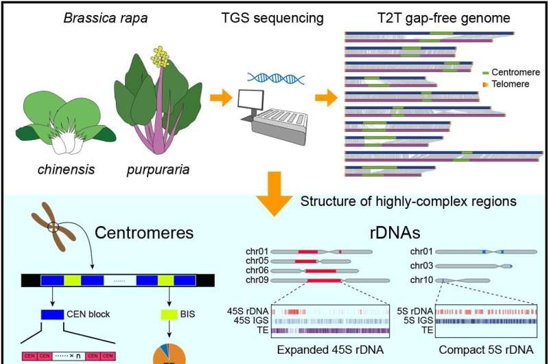 Unlocking the Secrets of HongShanCaiTai s Purple Hue and Flavor