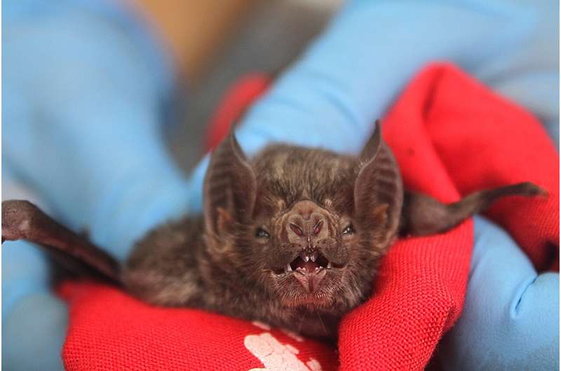 Deforestation Linked to Rising Rabies Cases in Costa Rican Cattle