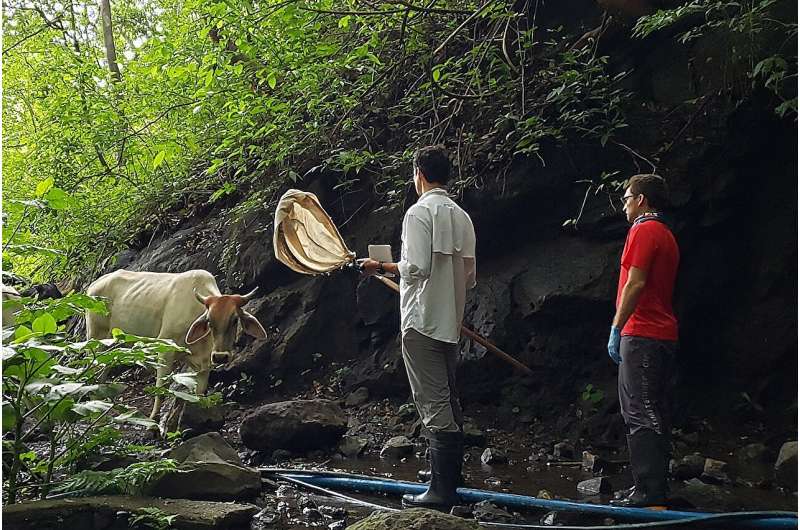 Deforestation Linked to Rising Rabies Cases in Costa Rican Cattle