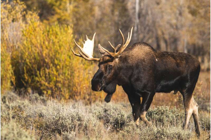 Moose Decline Linked to Parasitic Worm: New Research