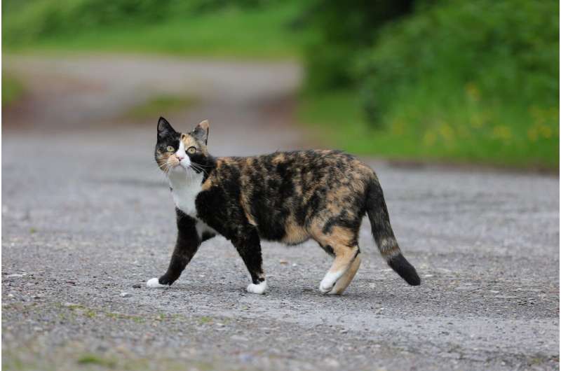 The Impact of Free-Roaming Cats on Australian Wildlife: A Growing Debate