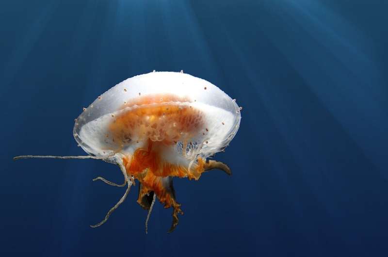 Arctic Jellyfish & Zooplankton Shifts: Climate Change Impacts
