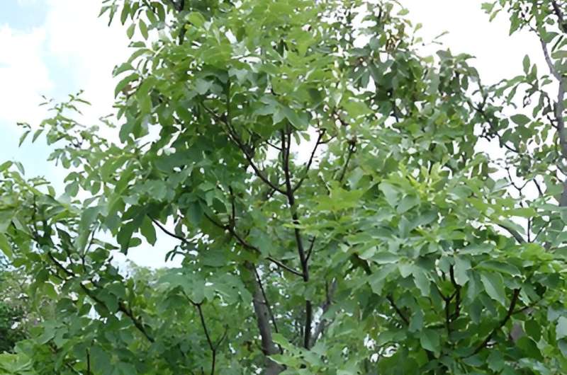 Accurate SNP Calling: Study Highlights Importance of Species-Specific Reference Genomes