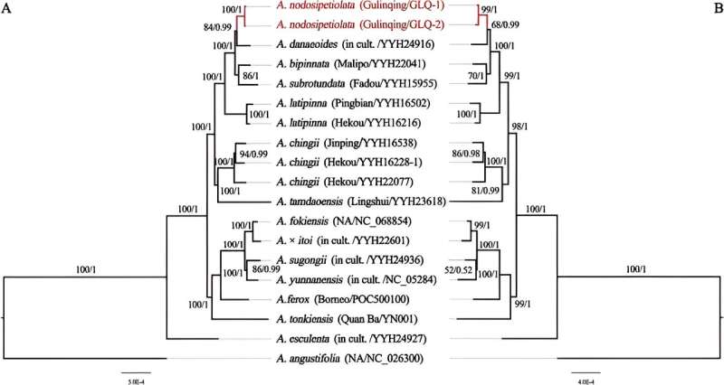 New Fern Species Discovered in Yunnan, China: *Angiopteris nodosipetiolata*