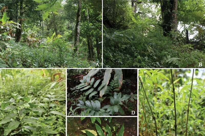 New Fern Species Discovered in Yunnan, China: *Angiopteris nodosipetiolata*
