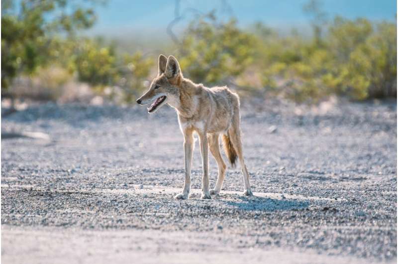 Nevada Wildlife Mystery Solved: DNA Reveals Coyotes, Not Wolves