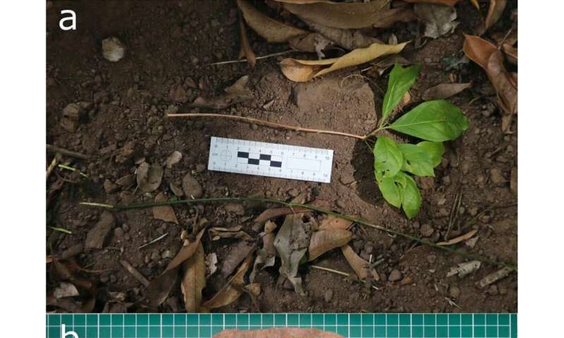 Capuchin Monkeys Use Tools to Forage Underground: New Research