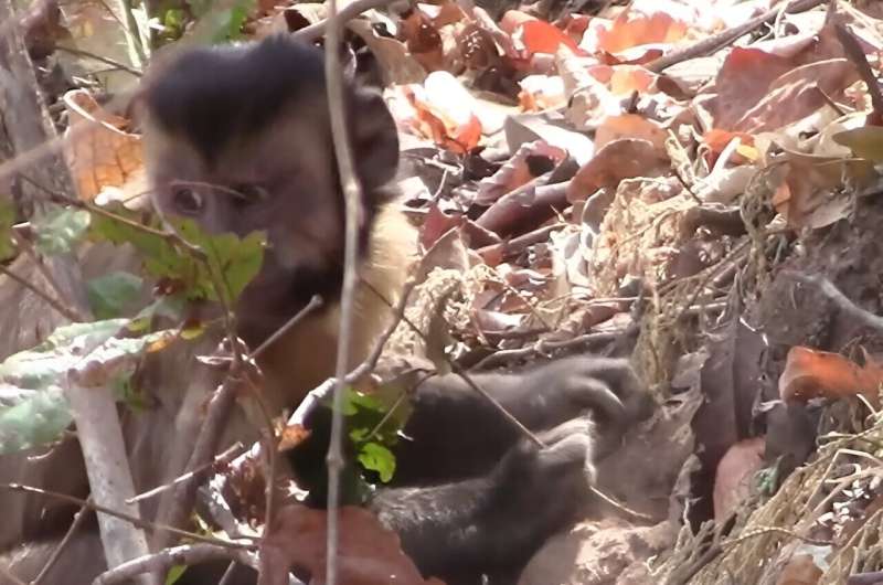 Capuchin Monkeys Use Tools to Forage Underground: New Research