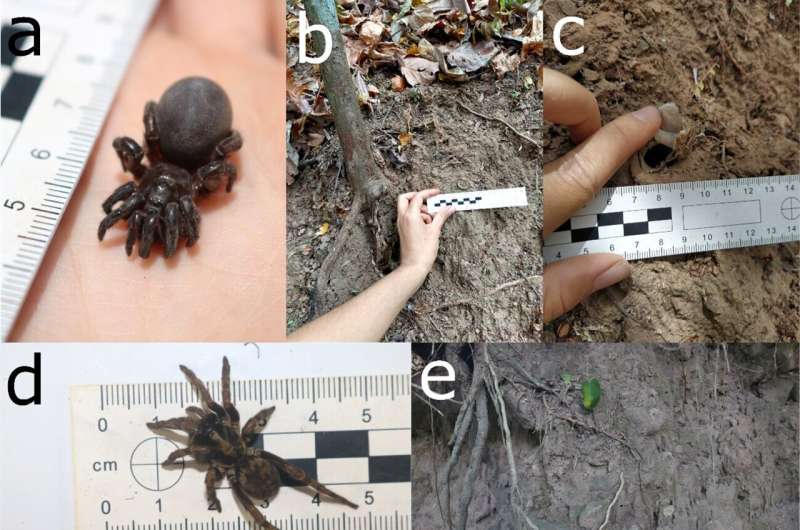 Capuchin Monkeys Use Tools to Forage Underground: New Research