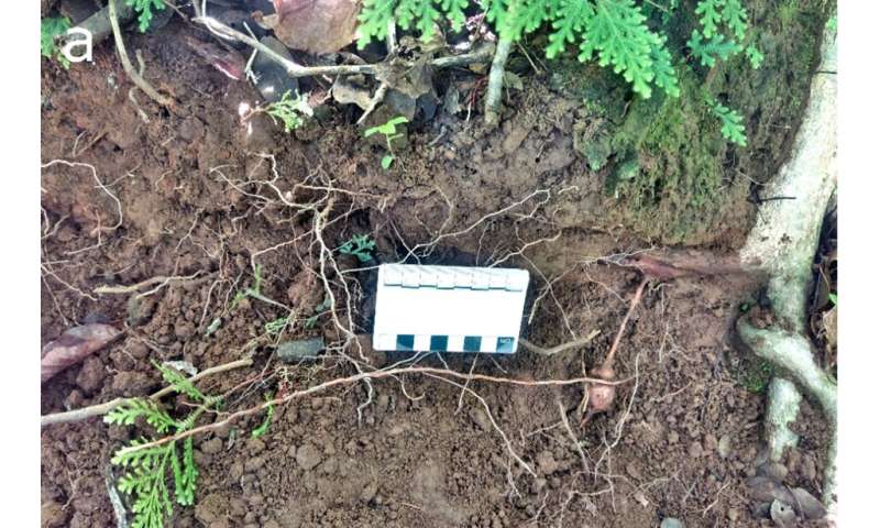 Capuchin Monkeys Use Tools to Forage Underground: New Research