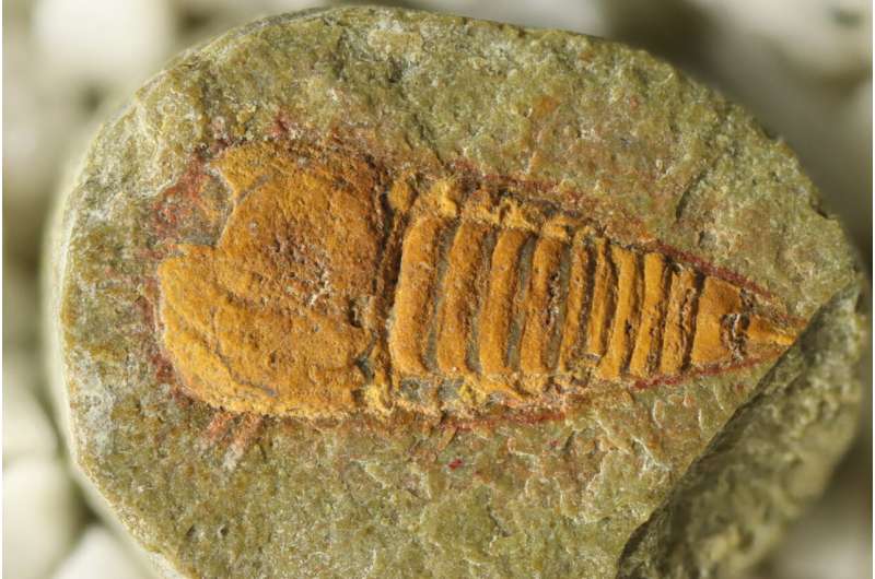Ancient Fossil Reveals Origins of Spiders, Scorpions & Horseshoe Crabs