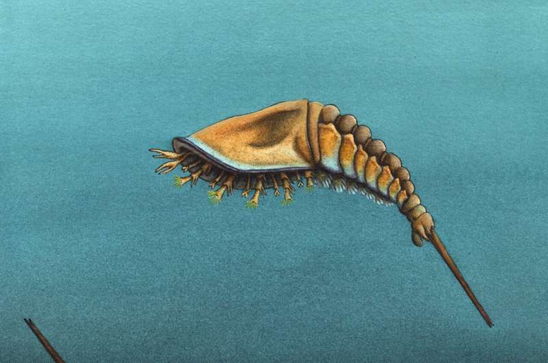 Ancient Fossil Reveals Origins of Spiders, Scorpions & Horseshoe Crabs