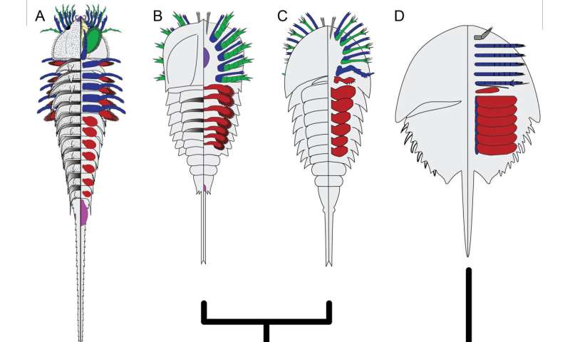 Ancient Fossil Reveals Origins of Spiders, Scorpions & Horseshoe Crabs