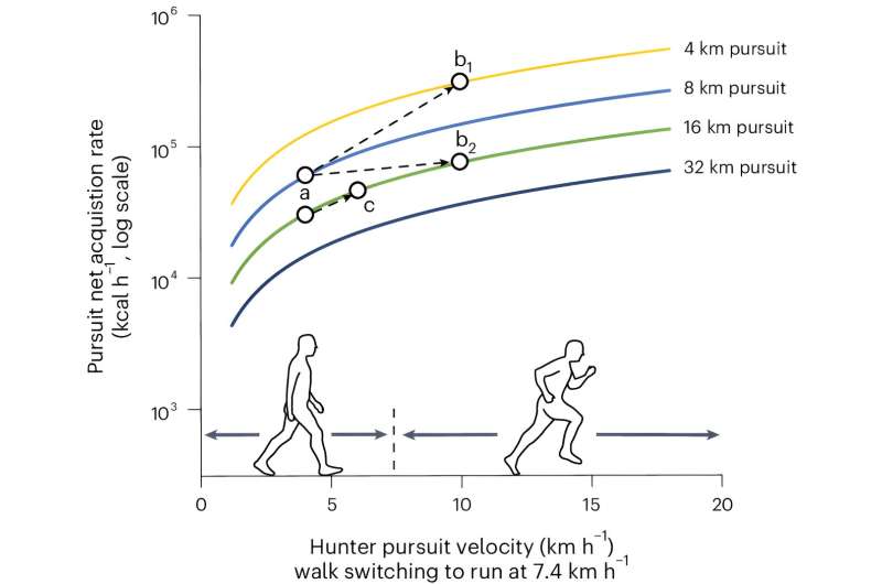 Evolution of Endurance: New Study on Human Hunting Strategies