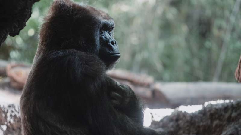 Gorilla Reproductive System Reveals Potential New Genes for Male Fertility