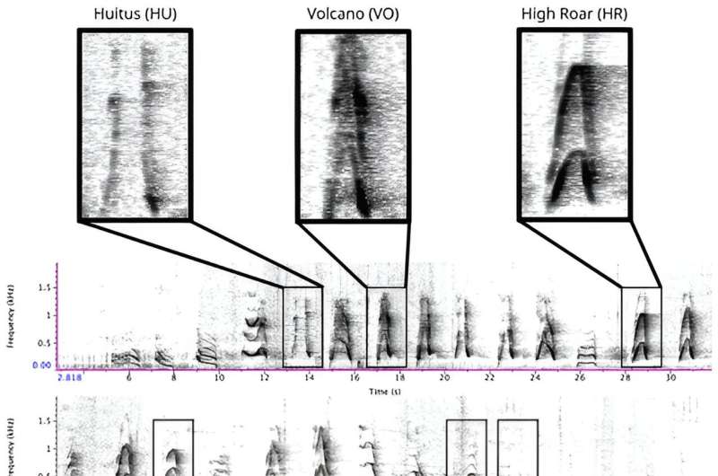 Orangutan Communication Deciphered: New Insights into Bornean Vocalizations