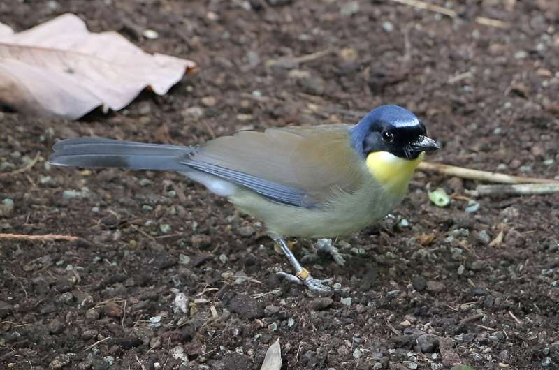 Critically Endangered Blue-crowned Laughingthrush Faces Poaching Threat