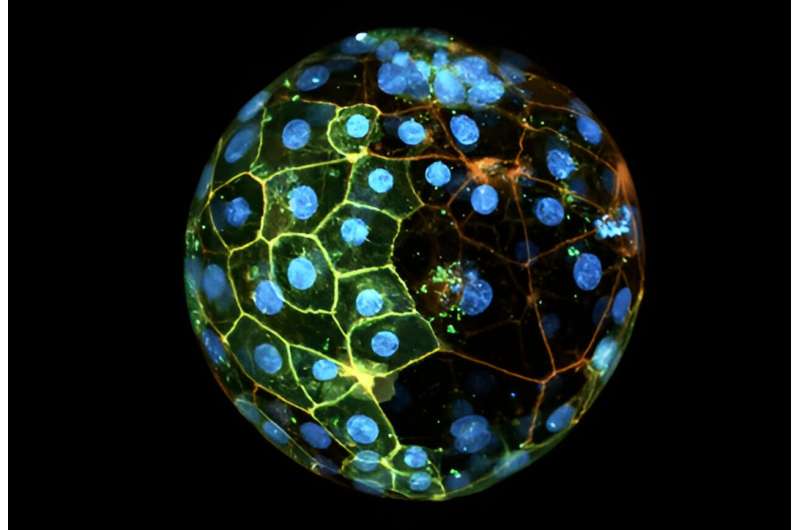 Tracing Human Development: Origins of Fetal Cells in Embryonic Blastocysts