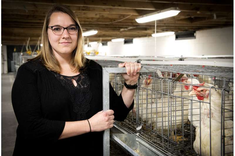 Water-Efficient Chickens: Research Reveals Heat Stress Resilience
