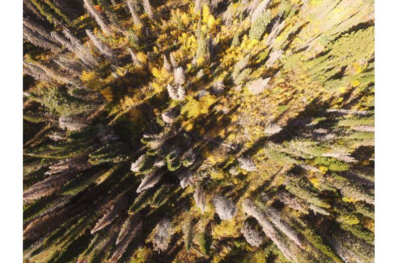 Balsam Woolly Adelgid Threatens Utah Fir Trees: Research Findings