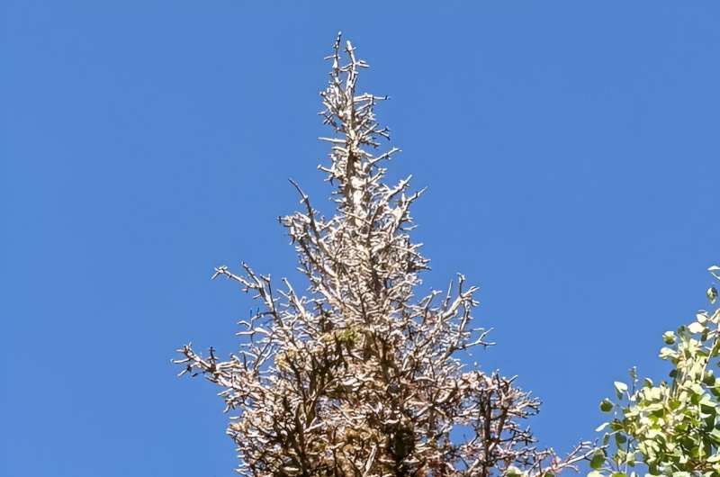 Balsam Woolly Adelgid Threatens Utah Fir Trees: Research Findings
