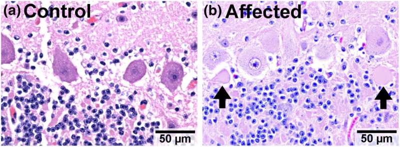 Genetic Breakthrough Protects Angus Cattle Herds from Disease