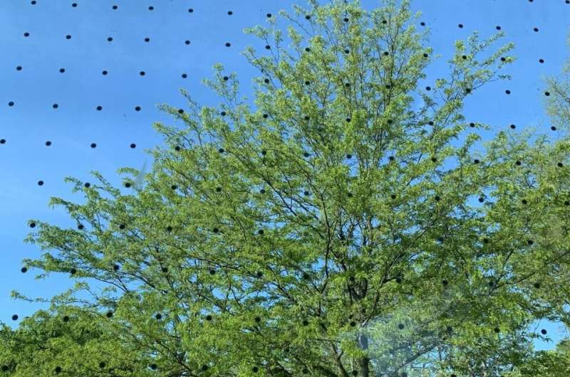 Window Strikes: Protecting Birds and Reducing Fatalities