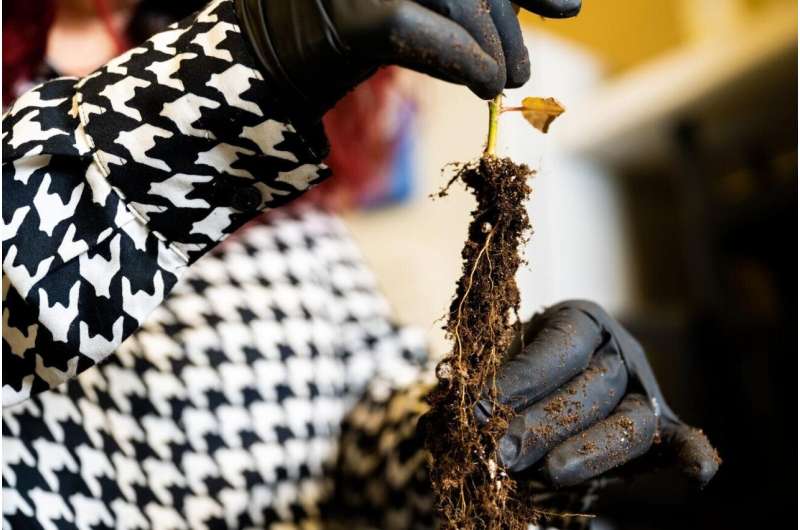 Fine Roots: Key to Plant Health & Microbial Ecosystems
