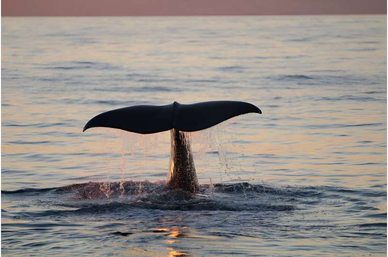 Mediterranean Whale Migration Reveals Ocean Conservation Challenges
