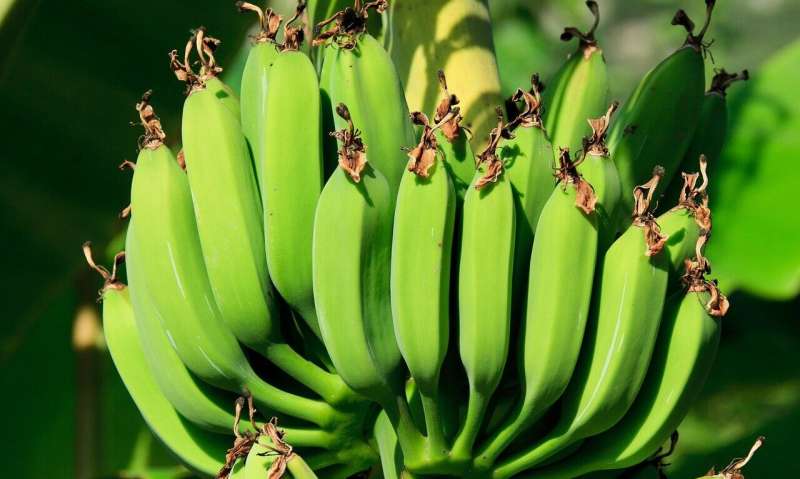 Will Climate Change Allow Bananas & Pineapples to Grow in Philadelphia?